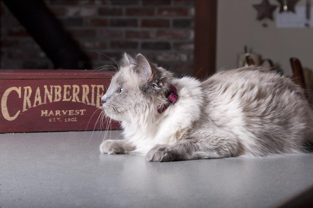 LupinePet Eco Safety Cat Collar with Bell - Berry